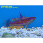 Buy Carpenter's Flasher Wrasse (Asia Pacific) in Canada for as low as 46.95