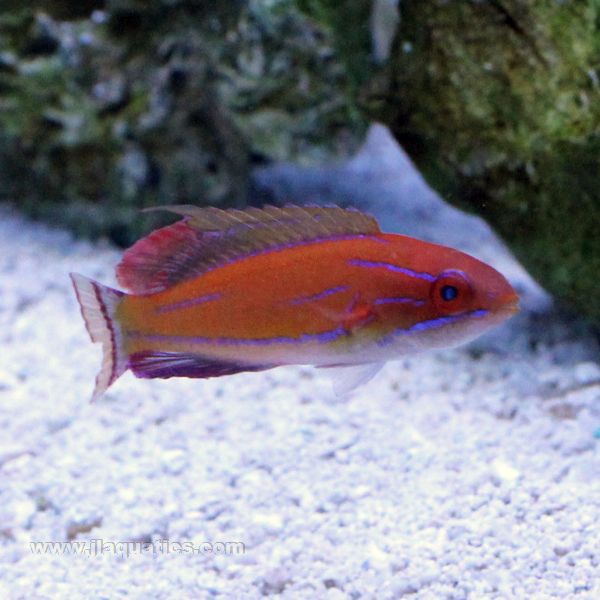 Buy McCosker's Flasher Wrasse (Asia Pacific) in Canada for as low as 87.45