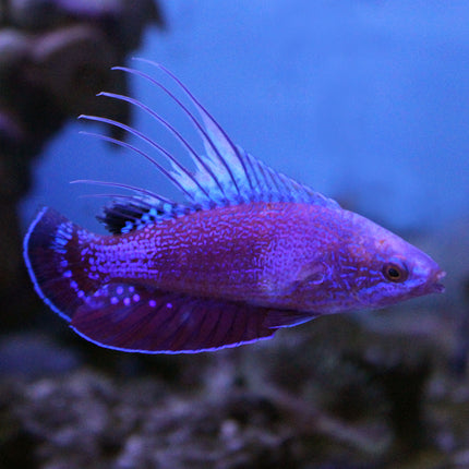 Buy Threadfin Flasher Wrasse (Indian Ocean) in Canada for as low as 70.95