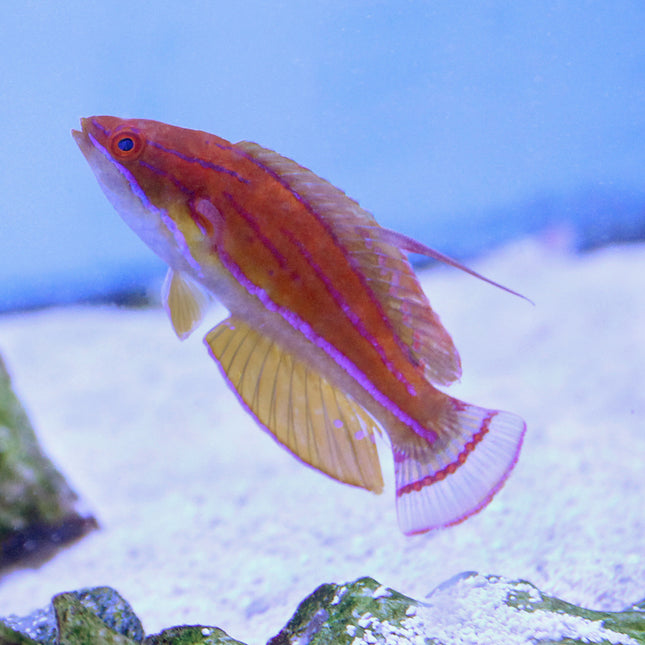 Yellow Fin Flasher Wrasse