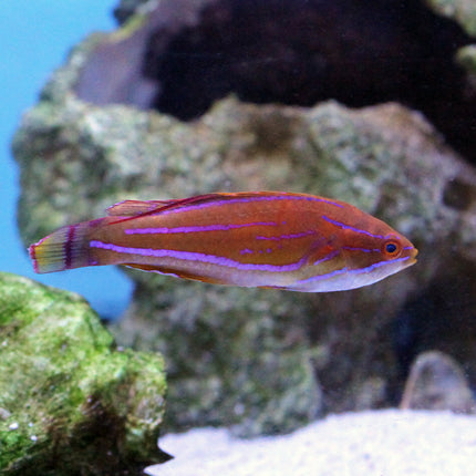 Yellow Fin Flasher Wrasse