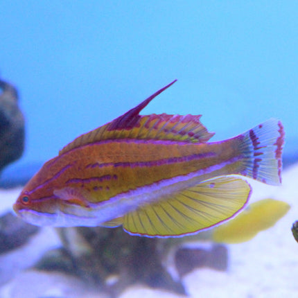 Yellow Fin Flasher Wrasse