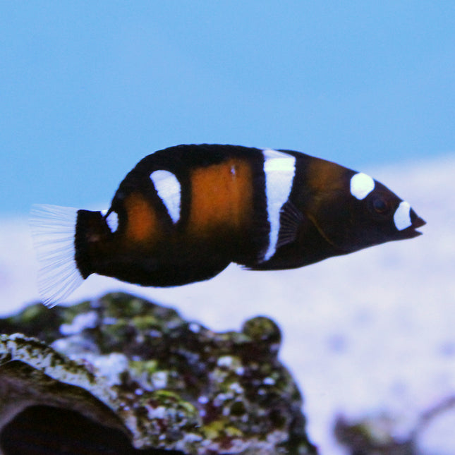 Formosan (Juv) Coris Wrasse