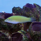 Buy Green Wrasse (Asia Pacific) in Canada for as low as 48.95