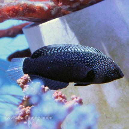 Buy Black Leopard Wrasse (Asia Pacific) in Canada for as low as 60.45