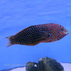 Buy Ornate Leopard Wrasse (Indian Ocean) in Canada for as low as 54.95