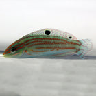 Ornate Wrasse (South Pacific)