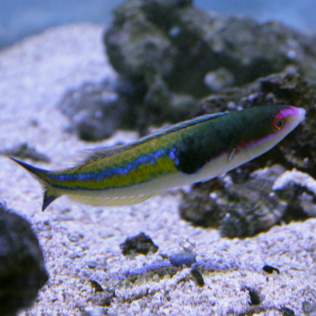 Royal Pencil Wrasse