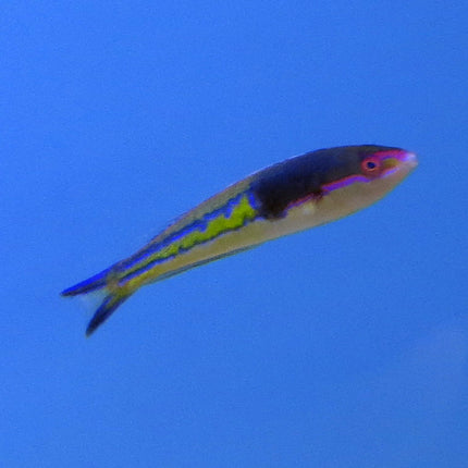 Pink Royal Pencil Wrasse