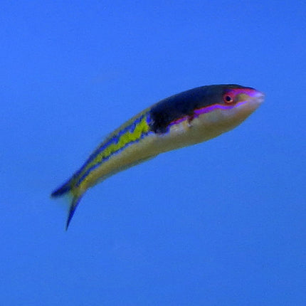 Pink Royal Pencil Wrasse (Asia Pacific)