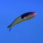 Pink Royal Pencil Wrasse (Asia Pacific)