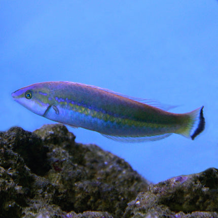 Green Pencil Wrasse (Asia Pacific)