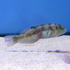 Buy Picture Wrasse (Asia Pacific) in Canada for as low as 39.45