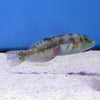Buy Picture Wrasse (Asia Pacific) in Canada for as low as 39.45