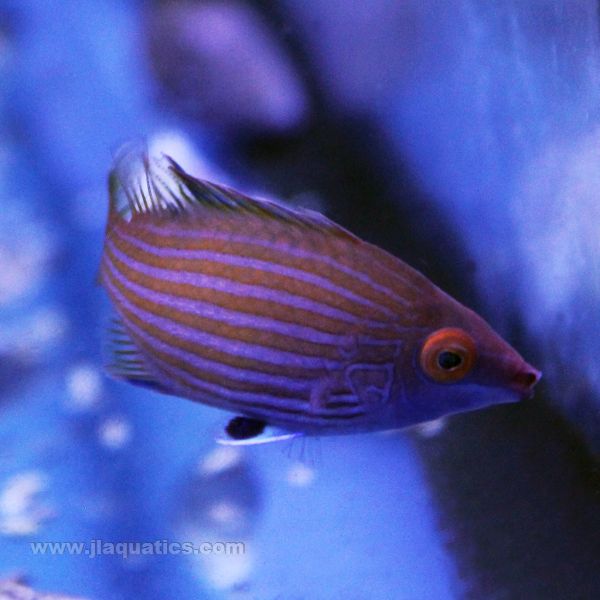 Pink Streak Wrasse (Asia Pacific)