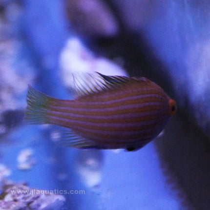 Pink Streak Wrasse (Asia Pacific)