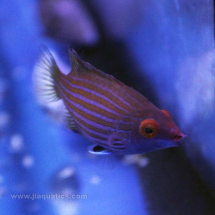 Pink Streak Wrasse (Asia Pacific)