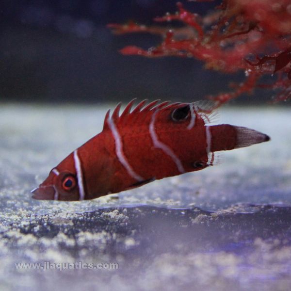 Red Tanaka Possum Wrasse