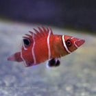 Buy Red Tanaka Possum Wrasse (Asia Pacific) in Canada for as low as 96.45