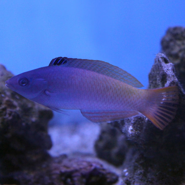 Purple Head Rainbow Wrasse (Asia Pacific)