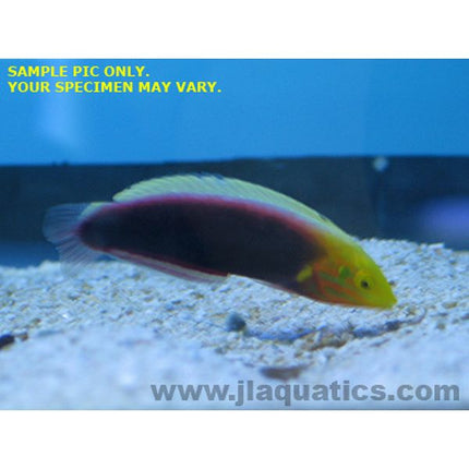 Radiant Wrasse