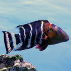 Buy Maori Red Breasted Wrasse (Asia Pacific) in Canada for as low as 102.45