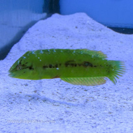 Seagrass Wrasse (Asia Pacific)