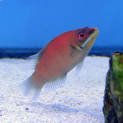 Buy Secretive Wrasse (Asia Pacific) in Canada for as low as 35.95