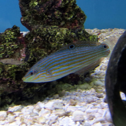 Yellow Line (Juv) Wrasse