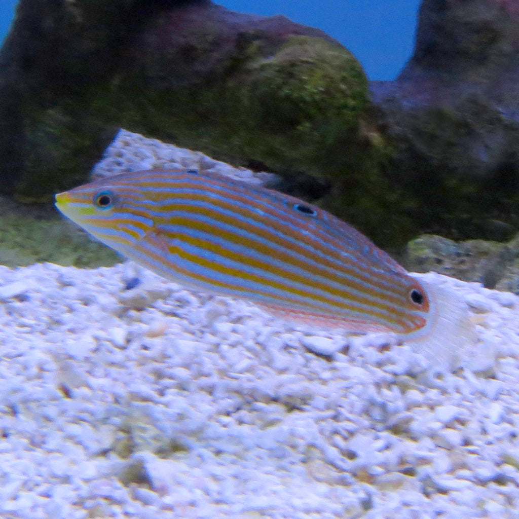 Yellow Line (Juv) Wrasse