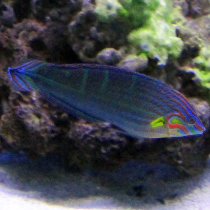 Buy Yellow Line (Male) Wrasse (Asia Pacific) in Canada for as low as 68.45