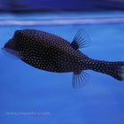 Blue Spot Boxfish - Female (South Pacific)