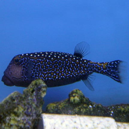 Blue Spot Boxfish - Male