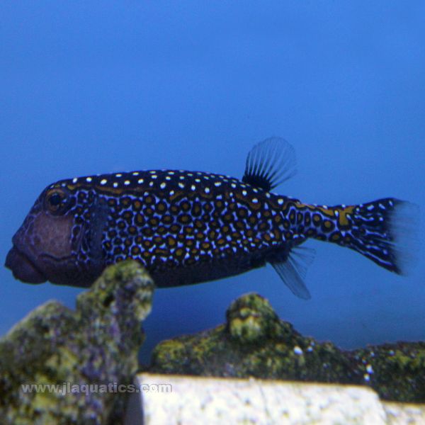 Blue Spot Boxfish - Male