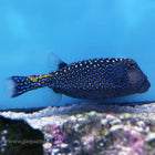 Buy Blue Spot Boxfish - Male (South Pacific) in Canada for as low as 178.45