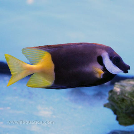 Bicolor Foxface (South Pacific)