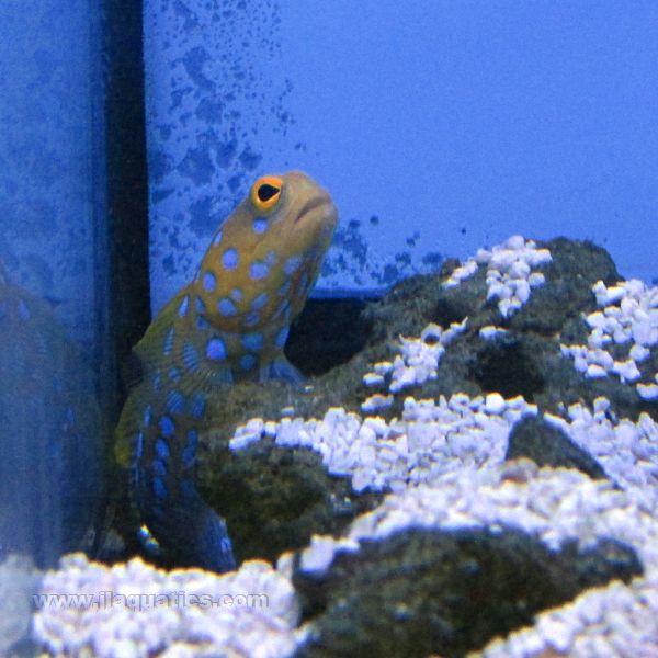 Buy Blue Spot Jawfish (West Pacific) in Canada for as low as 265.45