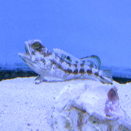 Dusky Jawfish