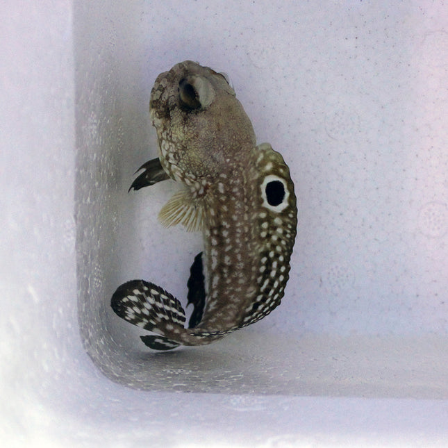 Dusky Jawfish (Atlantic)