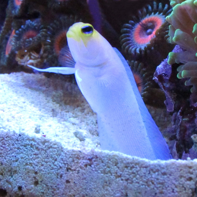 Buy Yellow Head Jawfish (Atlantic) at www.jlaquatics.com