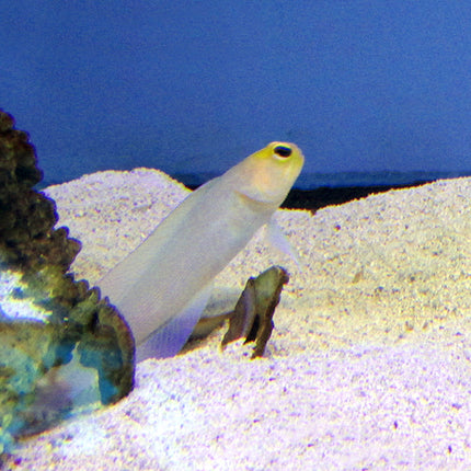 Yellow Head Jawfish