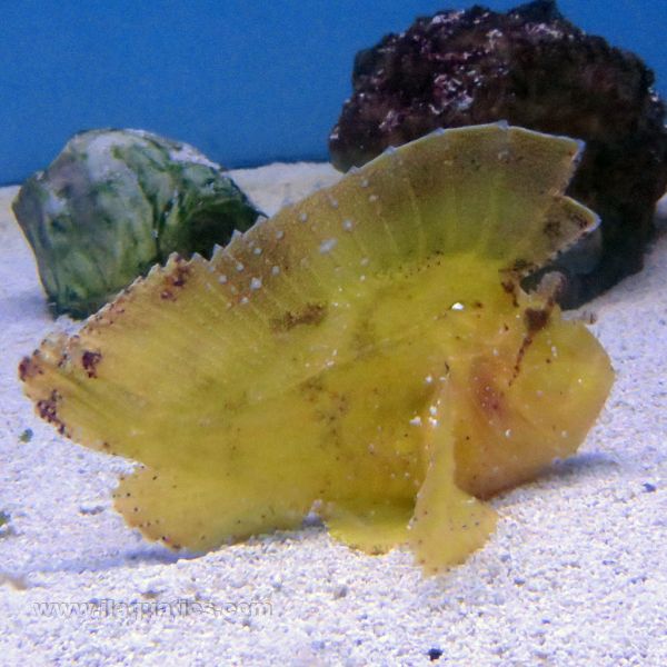 Gold Leaf Fish (South Pacific)