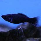 Black Molly (Asia Pacific)