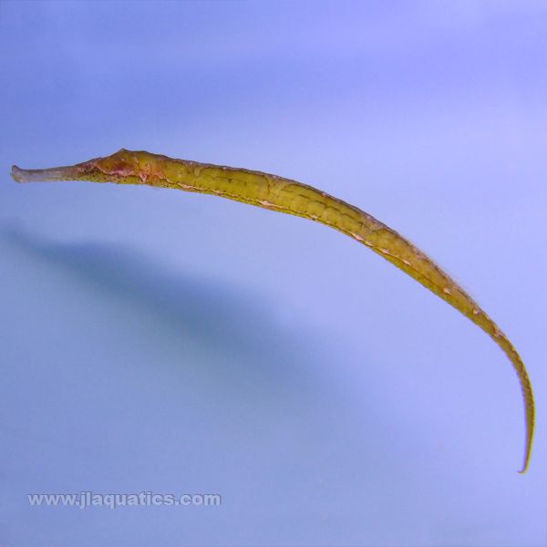 Alligator Pipefish