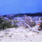 Buy Banded Pipefish (Asia Pacific) in Canada for as low as 39.95