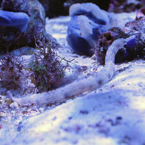 Buy Dragon Pipefish (Asia Pacific) in Canada for as low as 71.95