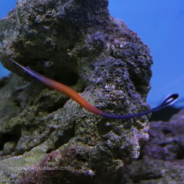 Buy Janns Pipefish (Asia Pacific) in Canada for as low as 62.45