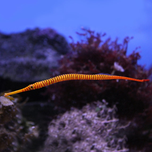 Many Banded Pipefish