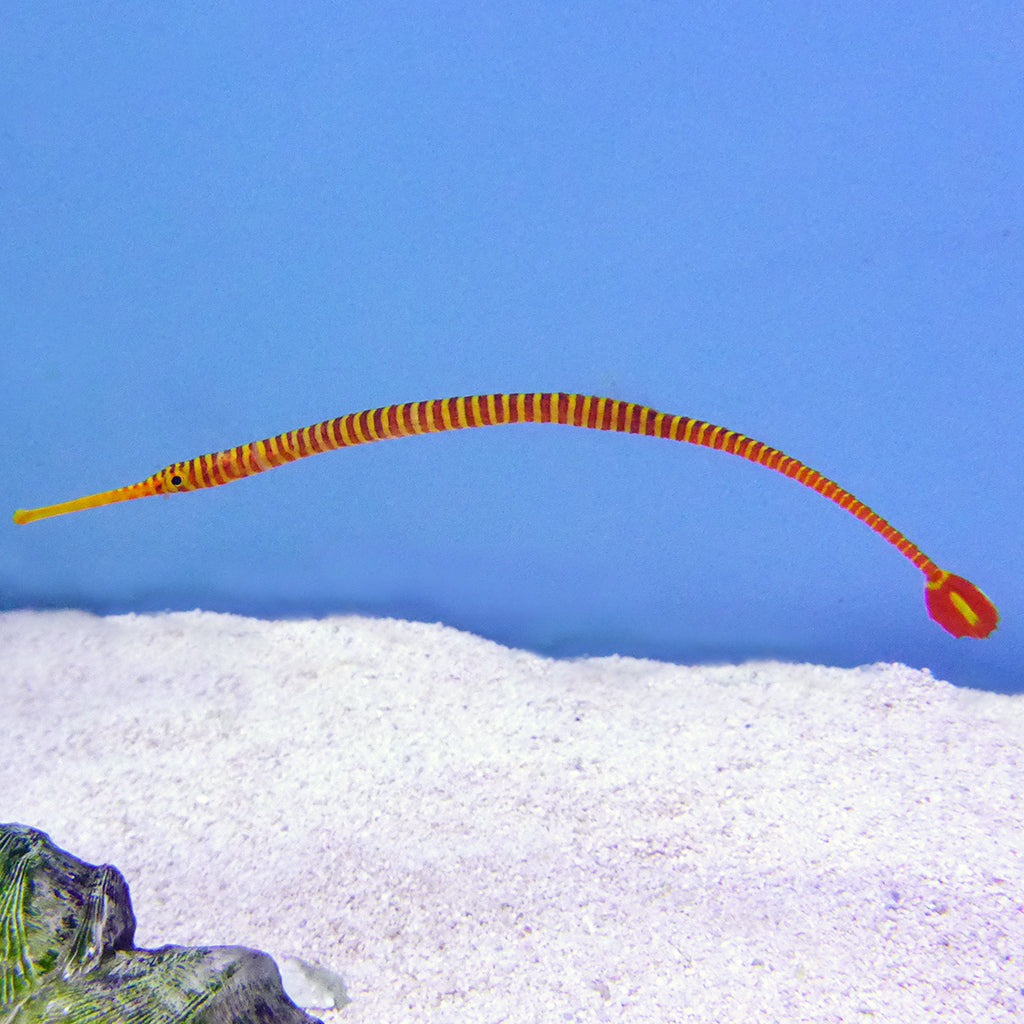 Many Banded Pipefish (Asia Pacific)