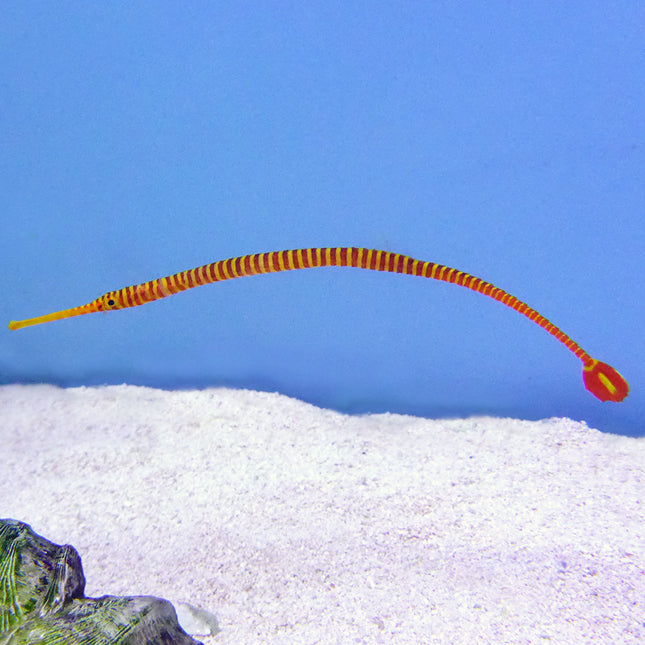 Many Banded Pipefish (Asia Pacific)